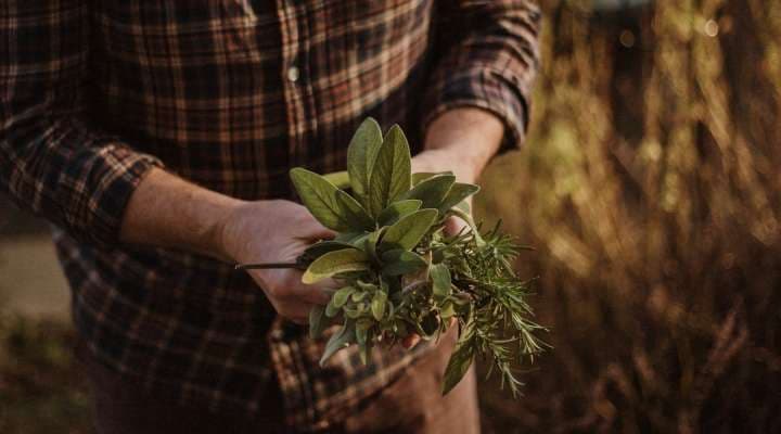 The Maine Herb Society invites the public to meetings